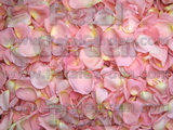 Blush Freeze Dried Rose Petals