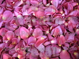 Fuchsia Rose Petals