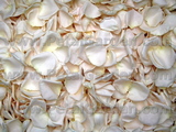 Ivory Rose Petals