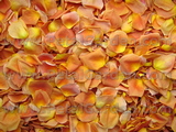 Peach Freeze Dried Petals